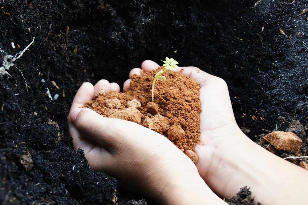 Fill Dirt vs. Topsoil: Differences and Which to Use
