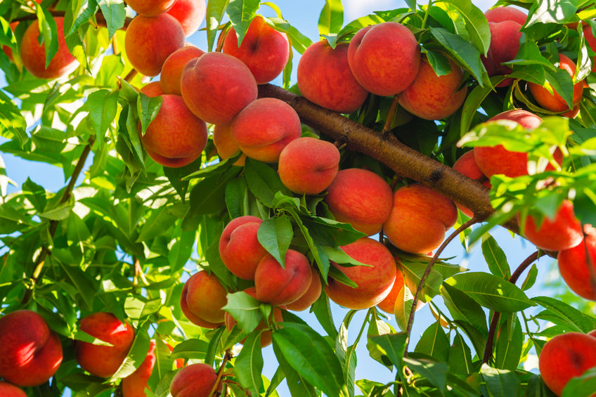 Image of healthy fruit tree