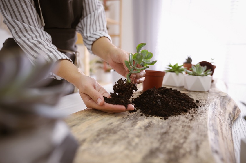 Potting Plants Using Sand & Topsoil : Indoor Planting 