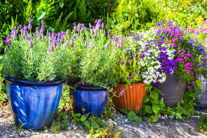 Growing Plants in Containers Which Soil is Ideal