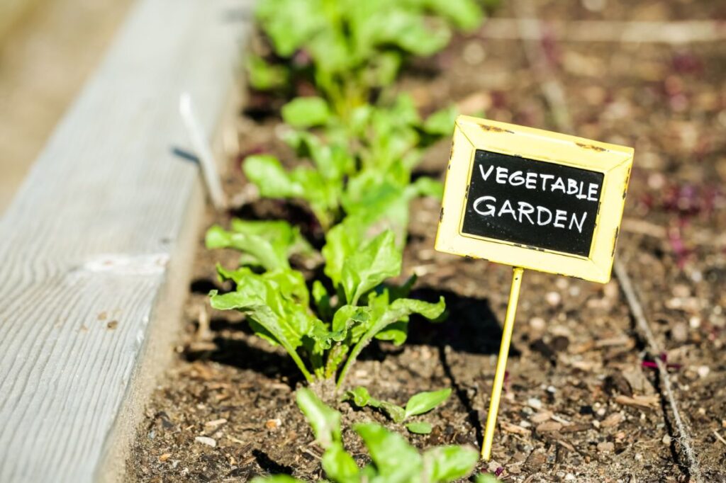 Convert Your Yard into a Vegetable Paradise with The Dirt Bag