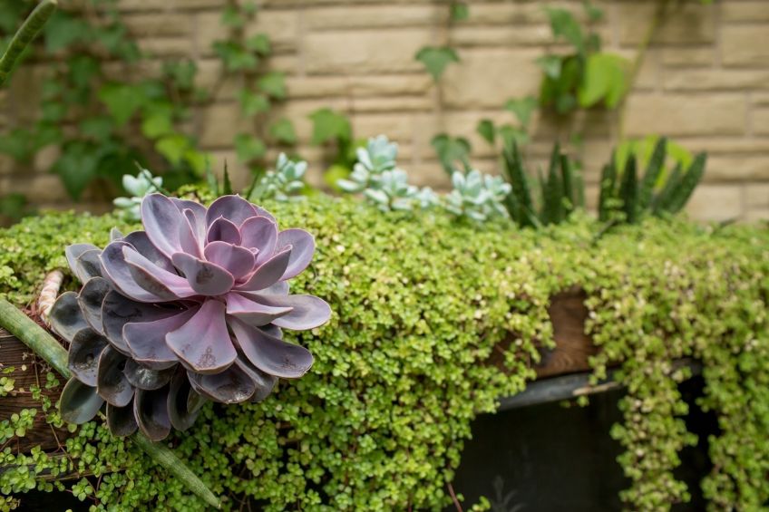 Savvy Succulents Embracing Drought-Tolerant Beauties in Utah