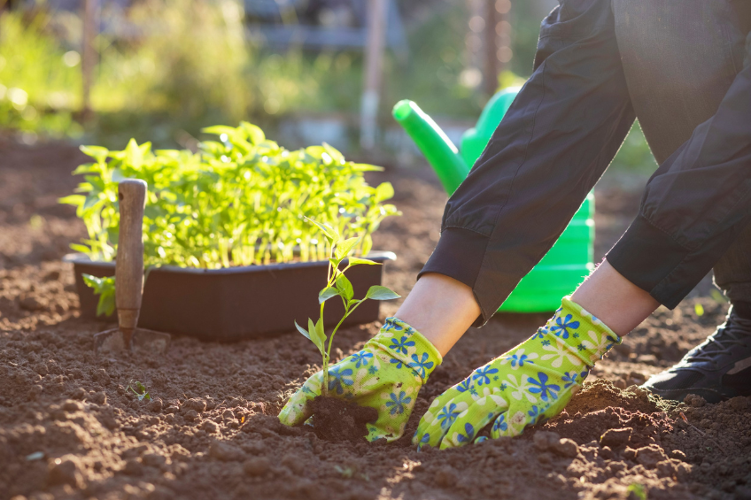 Utah's Late Summer Garden Glow Keeping Your Plants Thriving in August and September