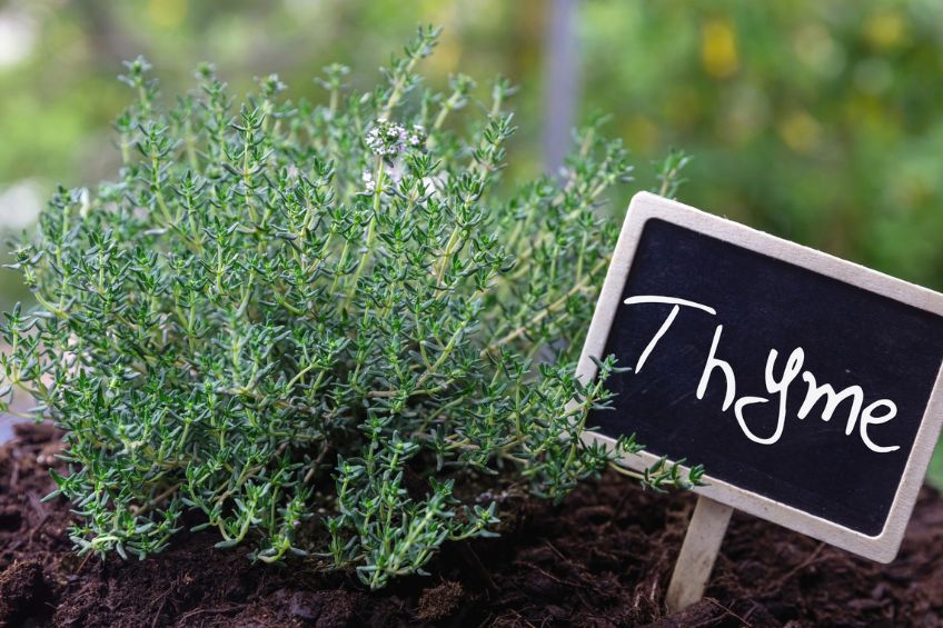 A Feast of Fall Flavors Cultivating Herbs in Cooler Weather with The Dirt Bag