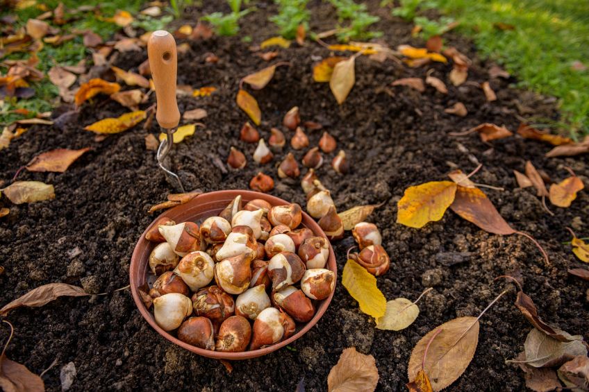 Blossoms Await Preparing Your Utah Garden for a Colorful Spring