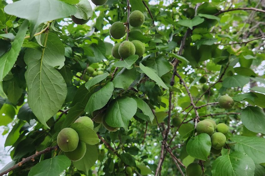 Utah's Autumn Canopy Planting Fruit Trees with The Dirt Bag