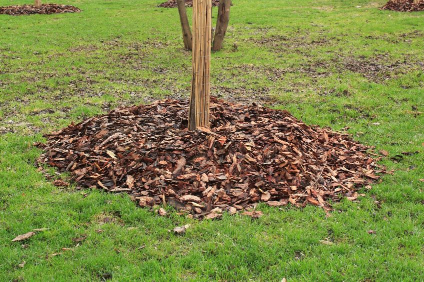 Protecting Roots During Winter How Mulch and Compost Keep Your Trees and Shrubs Safe