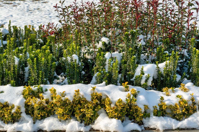 Winter Landscaping Tips Keeping Your Yard Beautiful Year-Round