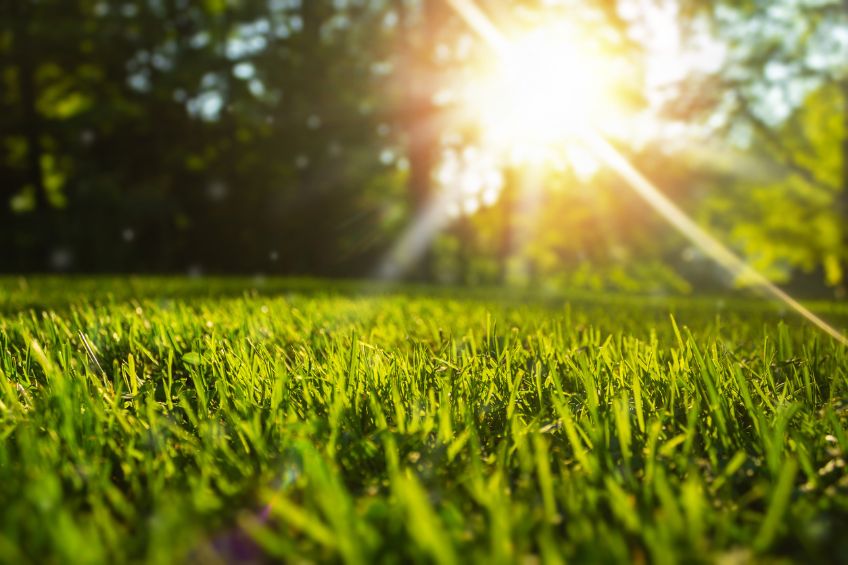 Fall Lawn Rescue: Your End-of-Summer Guide to a Greener Utah Lawn