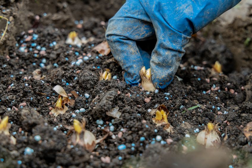 Fall Planting for Spring Color How to Prep Soil for Bulbs in Utah