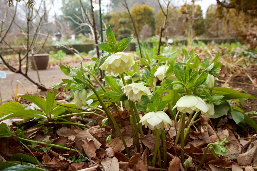 Unexpected Winter Blooms: Color Where You Least Expect It in Utah 1 Unexpected Winter Blooms Color Where You Least Expect It in Utah